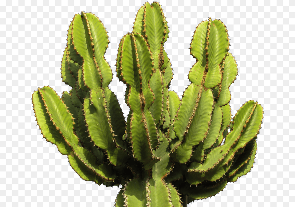 Cactus Clipart Photo Cactus, Plant Png Image