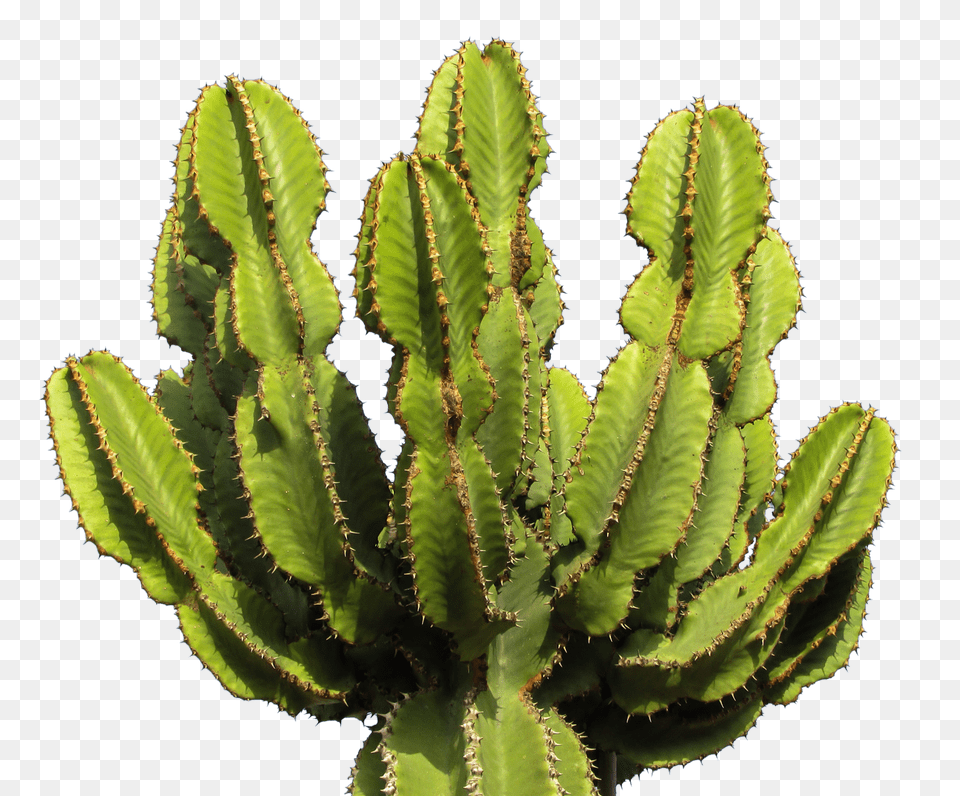 Cactus Clipart Photo Cactus, Plant Free Png Download