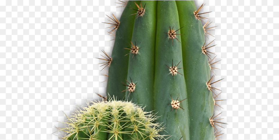 Cactus Clipart San Pedro Cactus, Plant, Animal, Insect, Invertebrate Free Png