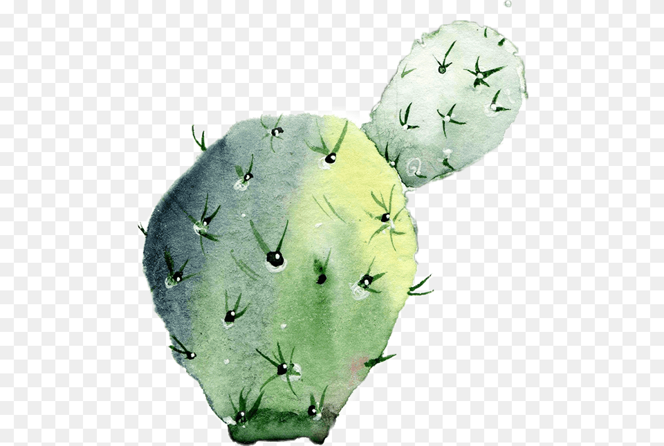 Cactus Colorsplash Eastern Prickly Pear, Plant, Animal, Bird Free Png
