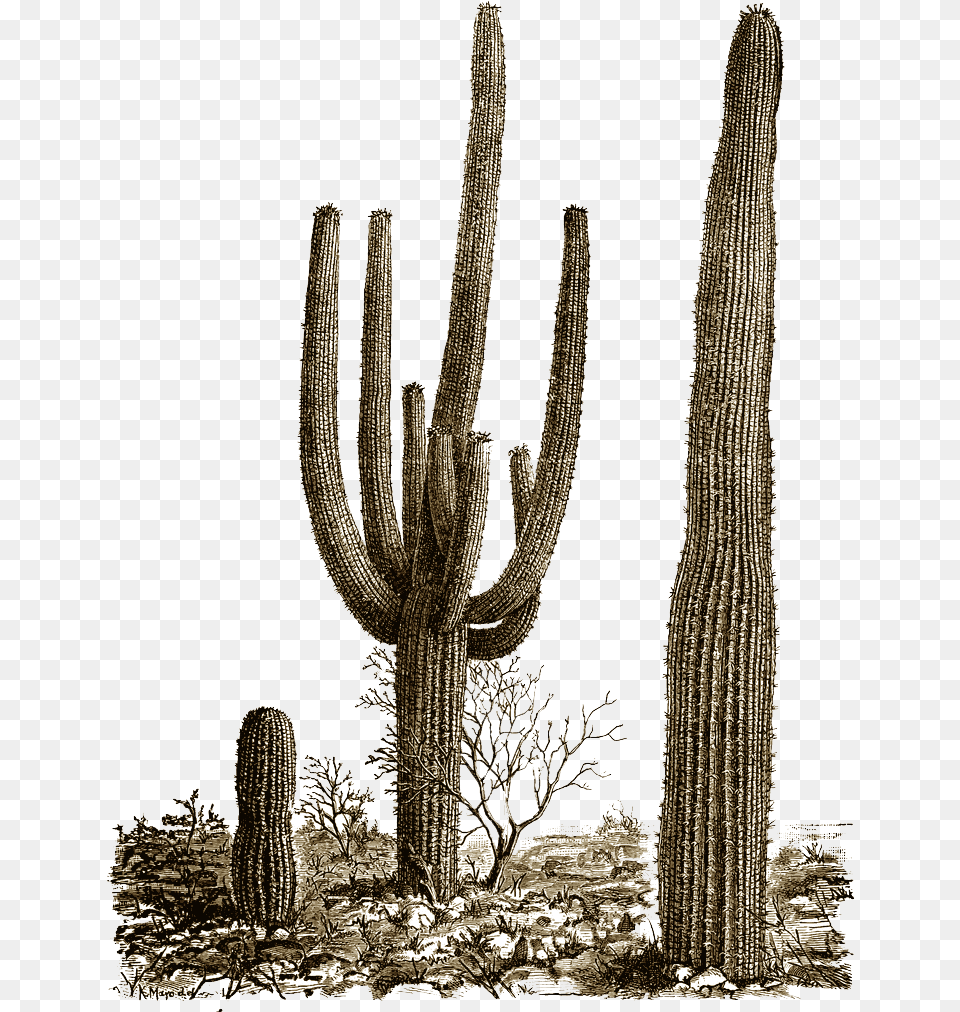 Cactus Desert Cactus, Plant Free Transparent Png