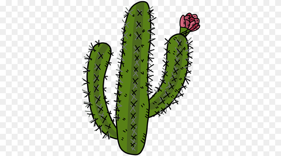 Cactus Desert Plants Cactus Rose Prickly Mexico Cactus Illustration, Plant, Animal, Reptile, Snake Free Png