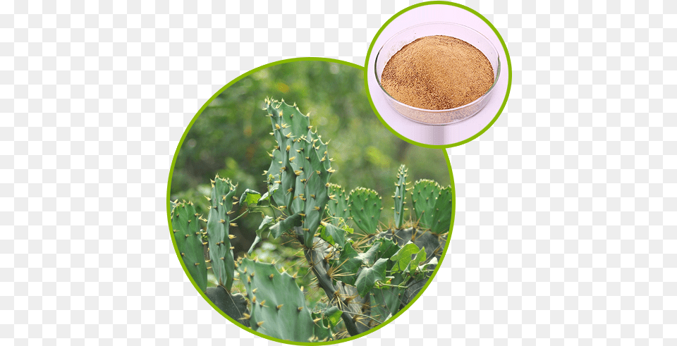 Cactus Extract Hoodia Gordonii Cactus, Plant Free Png