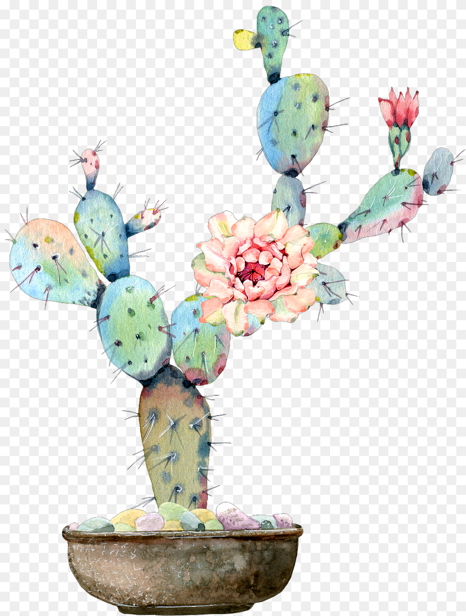 Cactus Flower Watercolor Art Desert Cactus And Flowers Water Color, Plant, Rose Free Png Download