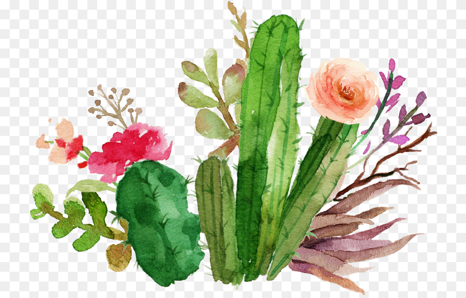 Cactus Flower Watercolor Cactus Clipart, Plant, Rose, Flower Arrangement Png