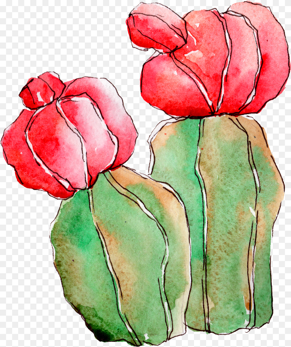 Cactus Garden Roses, Flower, Petal, Plant, Rose Free Png Download