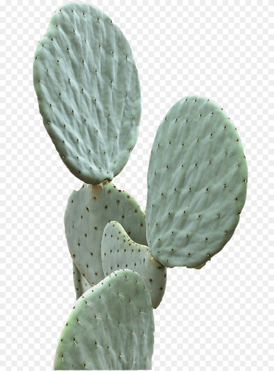 Cactus Green Aesthetic Pastel Cactus Plants, Plant, Fungus Free Png