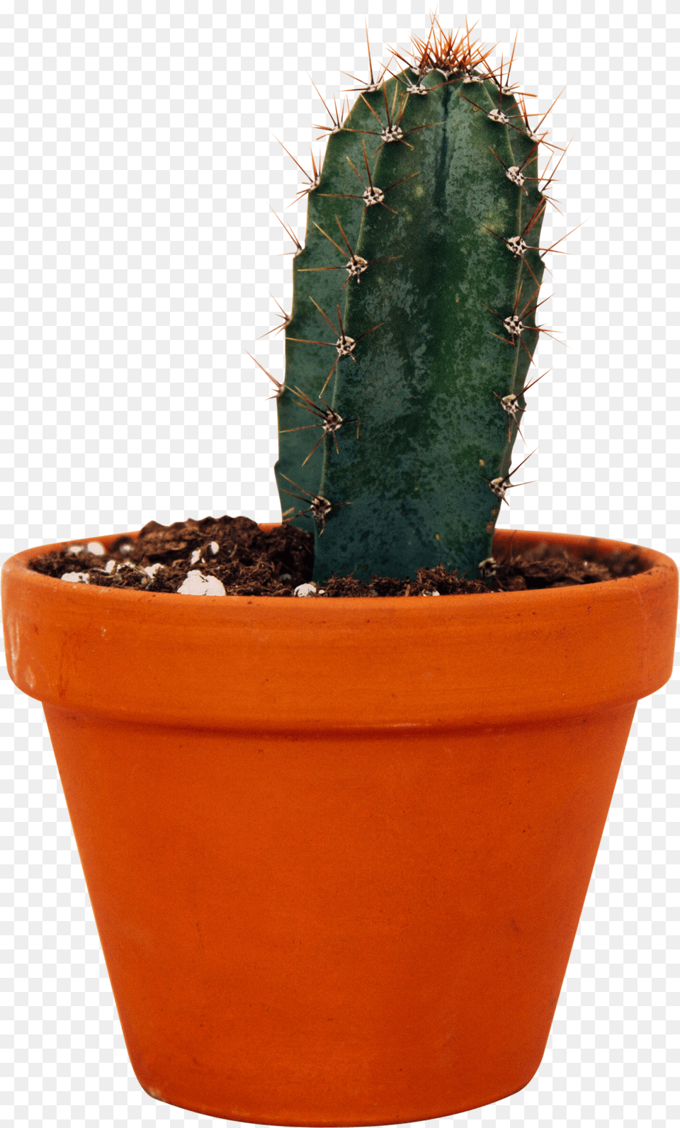 Cactus Growing Gif, Plant Png