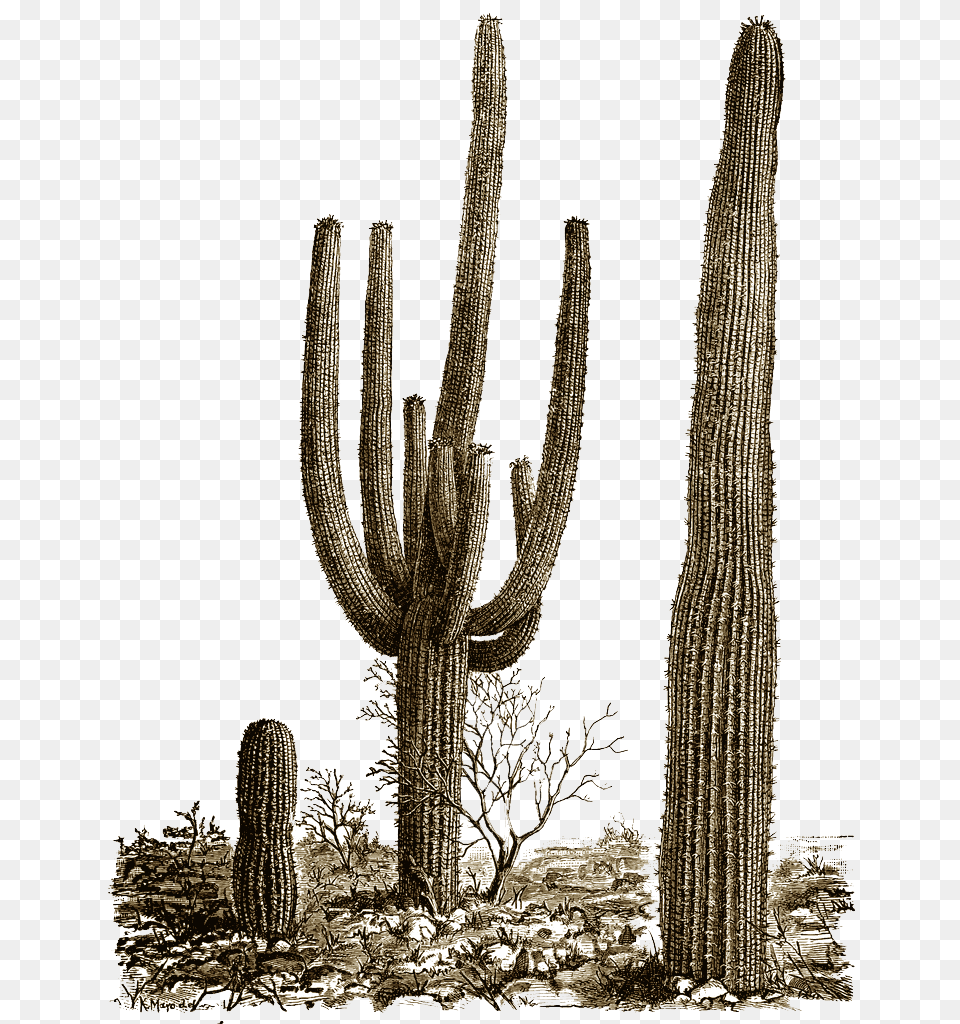 Cactus Illustration, Plant Free Transparent Png