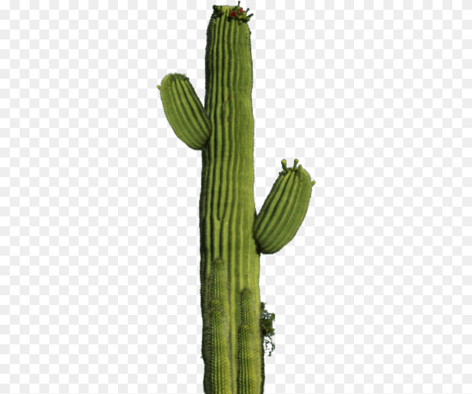 Cactus Image Cactus, Plant Free Png Download