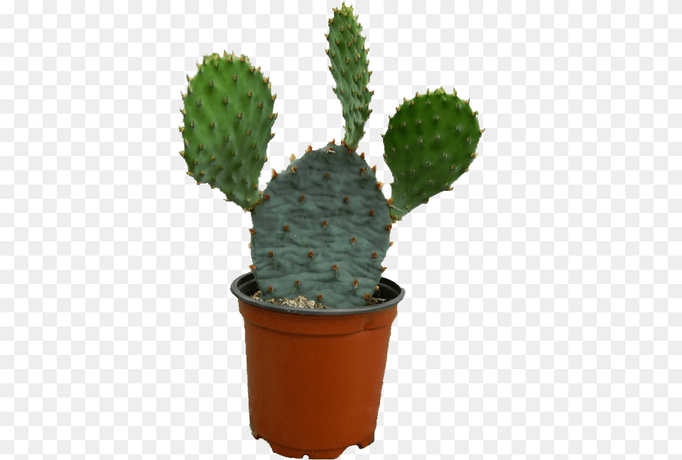 Cactus Image Cactus, Plant Free Png