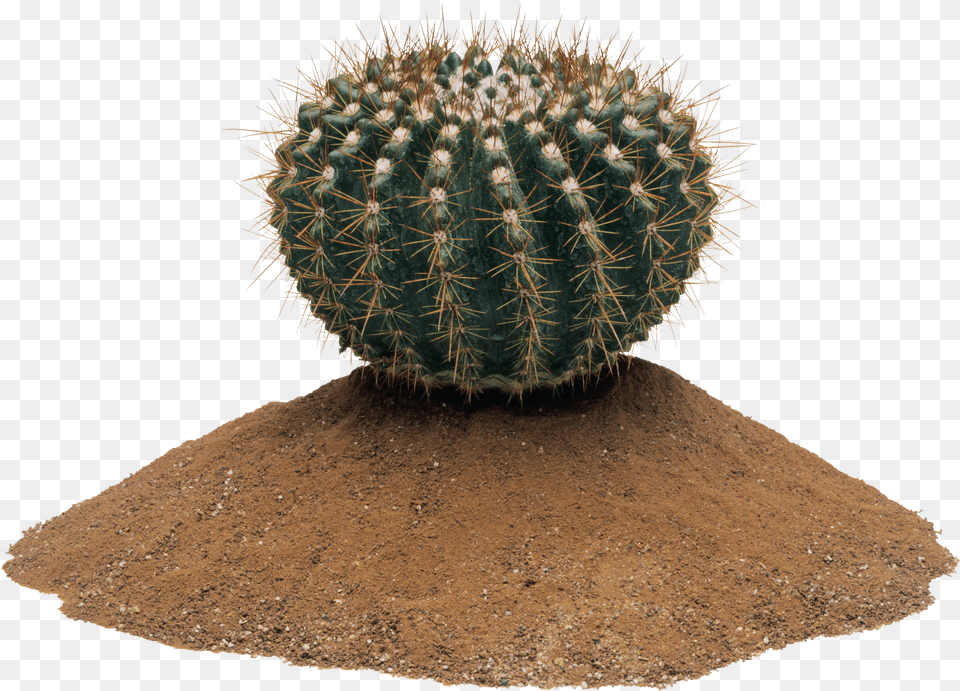 Cactus Cactus Png Image