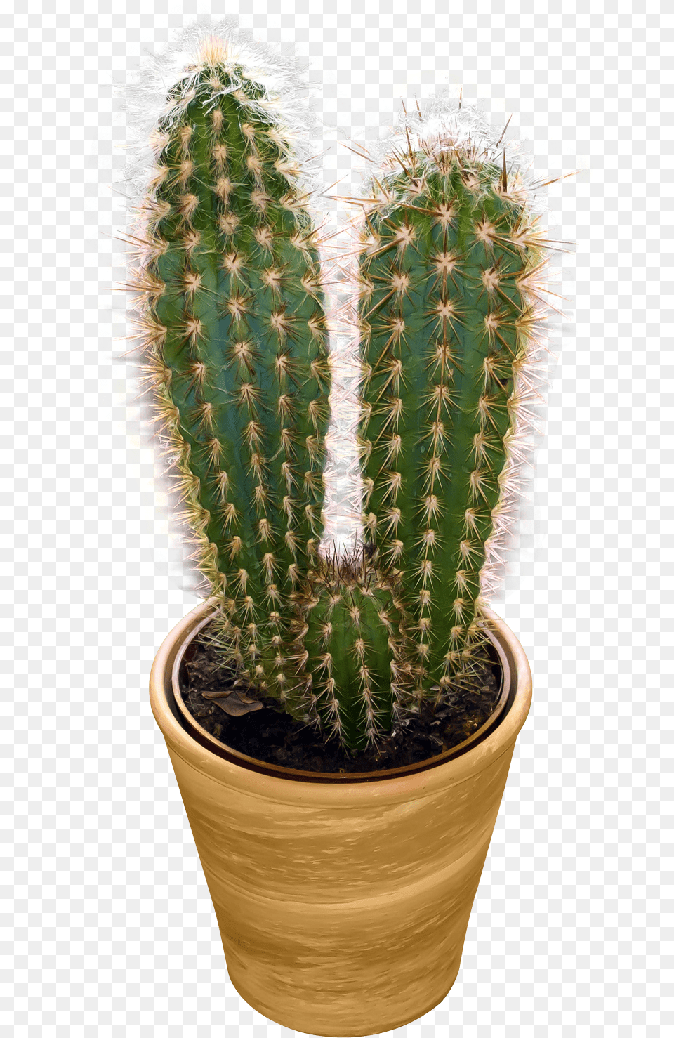 Cactus Image Cactus, Plant Free Transparent Png