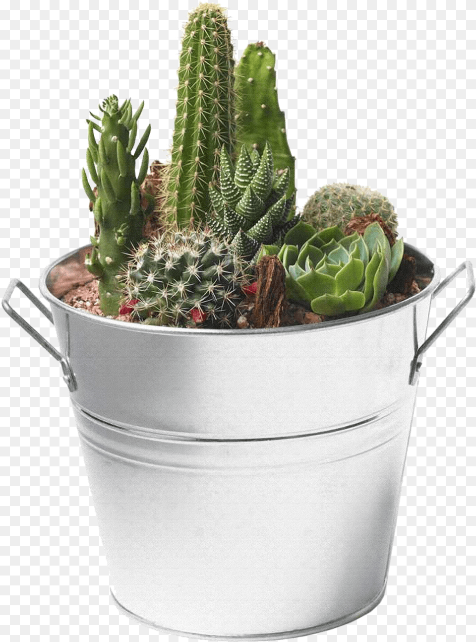 Cactus Image Succulents And Cactus Free Png