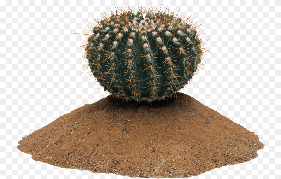 Cactus Images Cactus, Plant, Soil Png Image