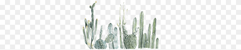 Cactus Images Cactus Print, Plant, Food, Fruit, Pineapple Free Png