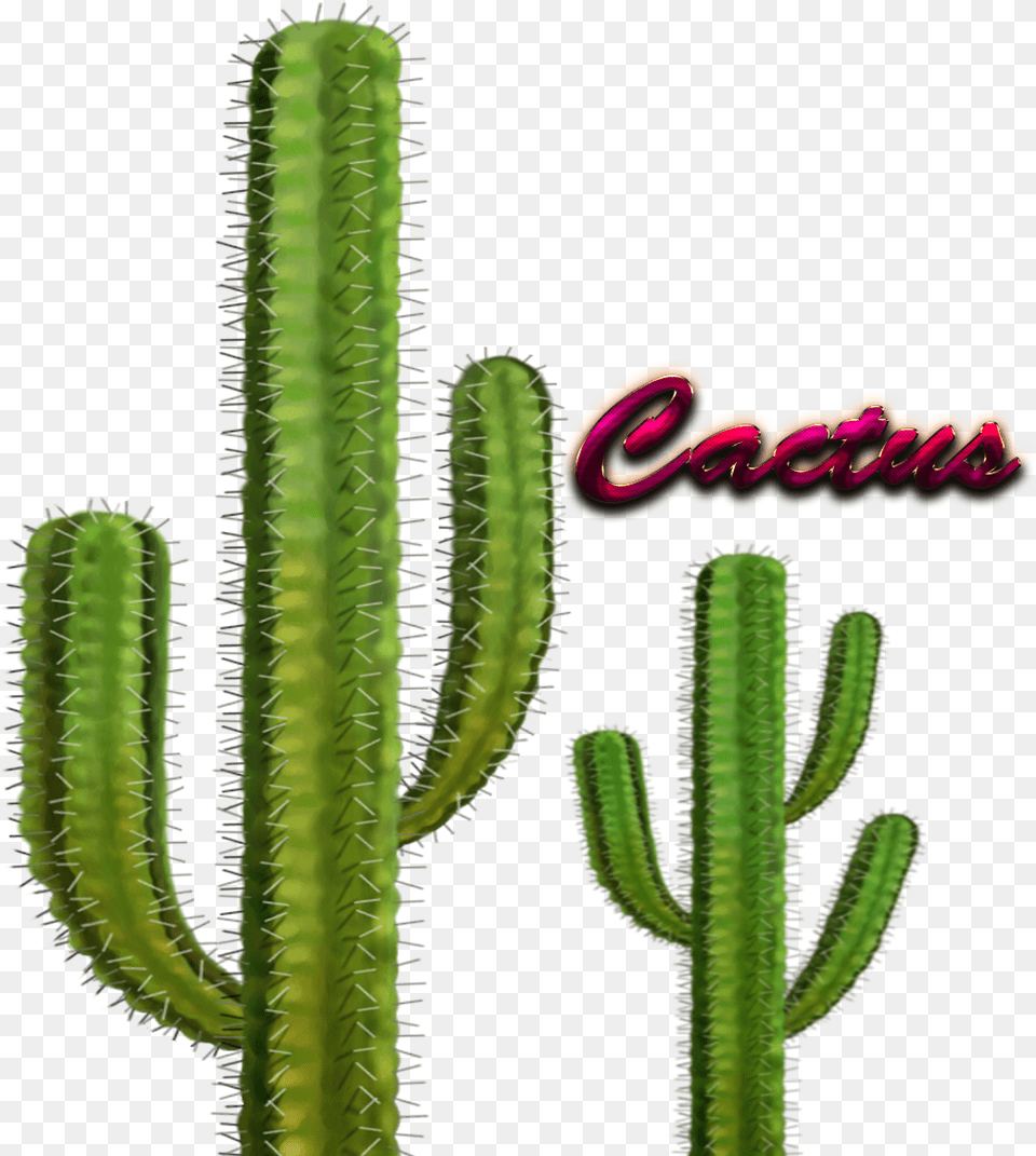 Cactus Images Internal Structures Of Cactus, Plant Free Png