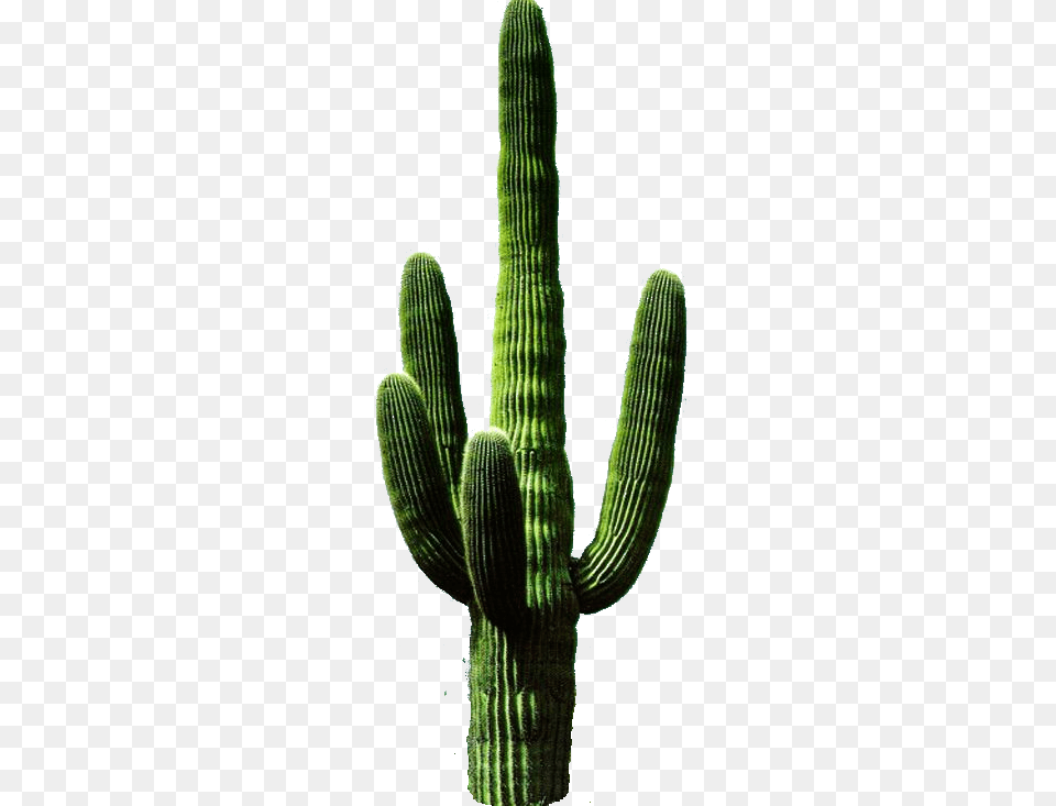 Cactus Inspiration For The Pad Ceramics Cactus, Plant Free Png Download