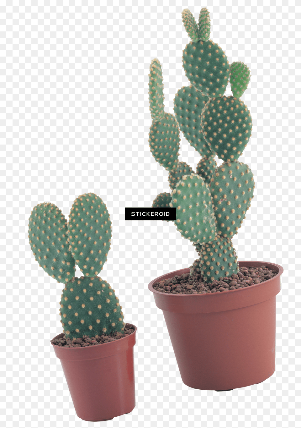 Cactus Kakts Saks, Plant Free Png Download