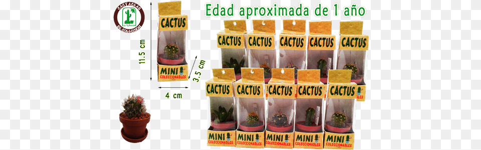 Cactus La Union Cactus La Union Houseplant, Plant, Potted Plant, Herbal, Herbs Png
