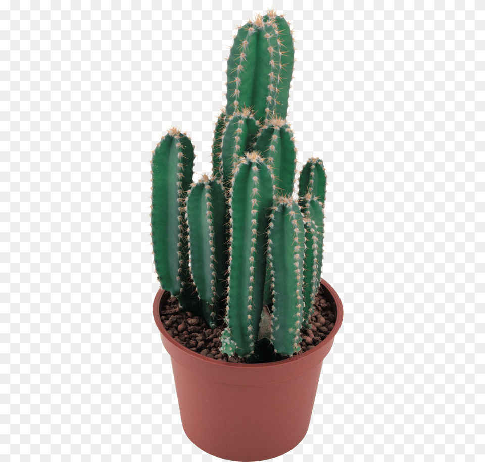 Cactus No Background, Plant Free Png