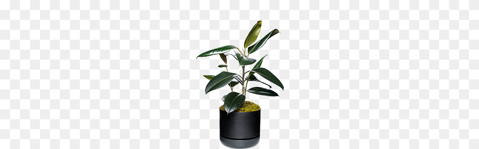 Cactus Palm Tree Clipart Clipart, Leaf, Plant, Potted Plant, Flower Free Transparent Png