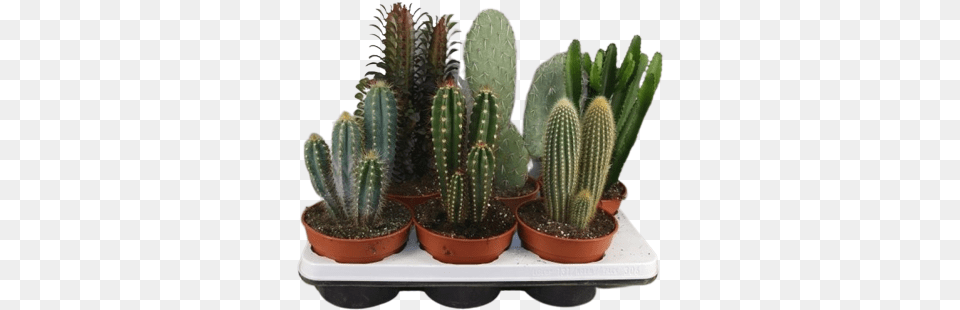 Cactus Pillars Mixed Weberocereus, Plant Png Image