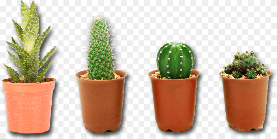 Cactus Plant, Potted Plant Free Png