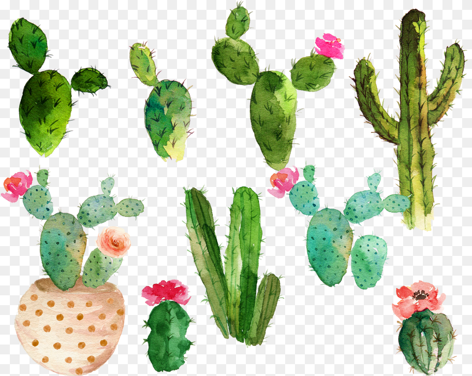 Cactus Plant Drawing Watercolor Png Image