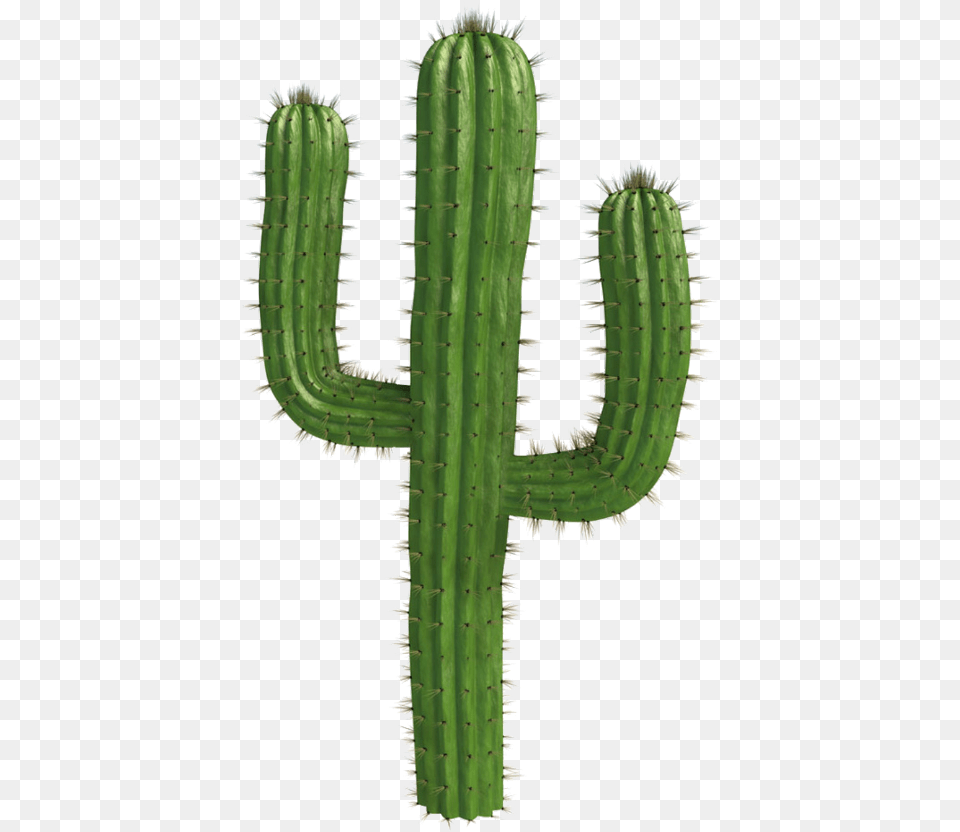 Cactus Plants Desert Freetoedit Bnha Memes, Plant Png