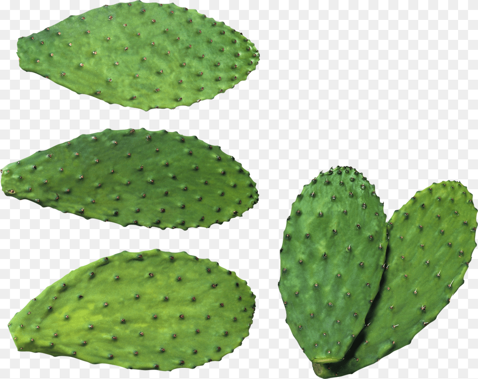 Cactus Plates Plant Png Image