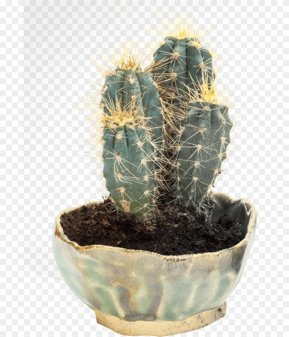 Cactus Pngpix, Plant Free Png