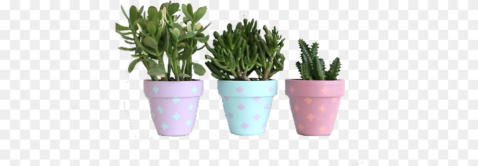 Cactus Pots Flowers In Pots, Jar, Plant, Planter, Potted Plant Free Transparent Png