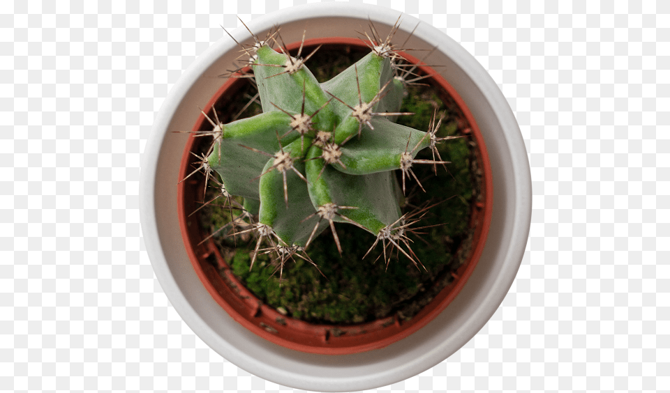 Cactus Prickly Pear, Plant Free Png
