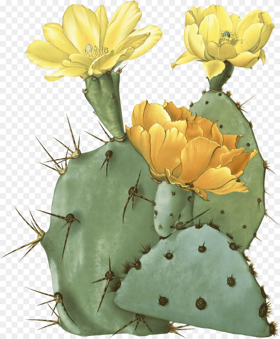 Cactus Prickly Pear Cactus Flowers, Plant, Flower, Rose Png Image