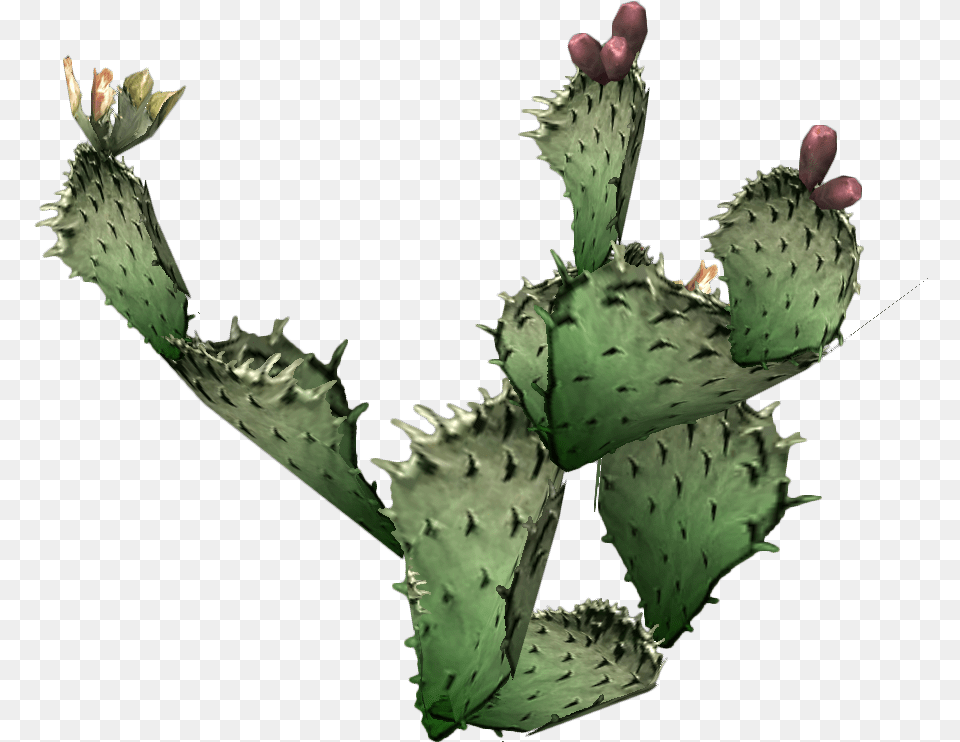 Cactus Prickly Prickly Pear Cactus Background, Plant Free Png