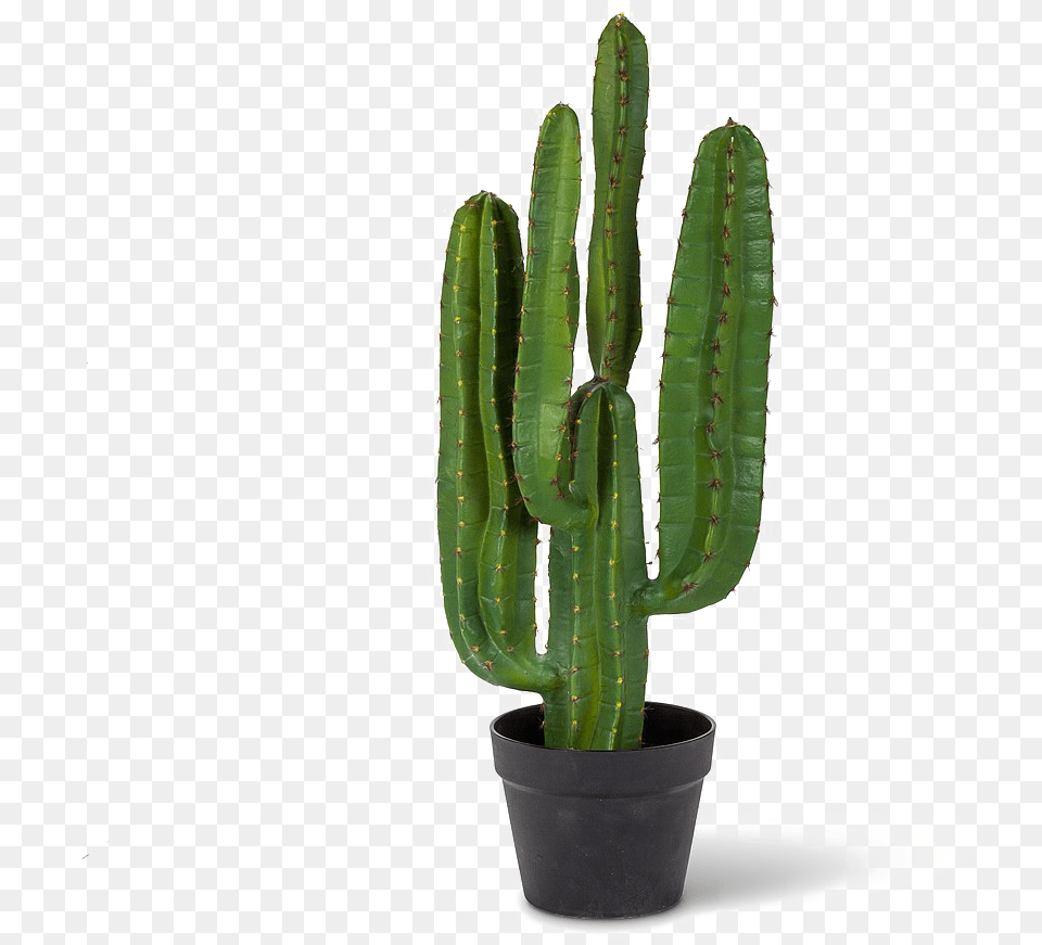 Cactus Saguaro, Plant Free Png Download