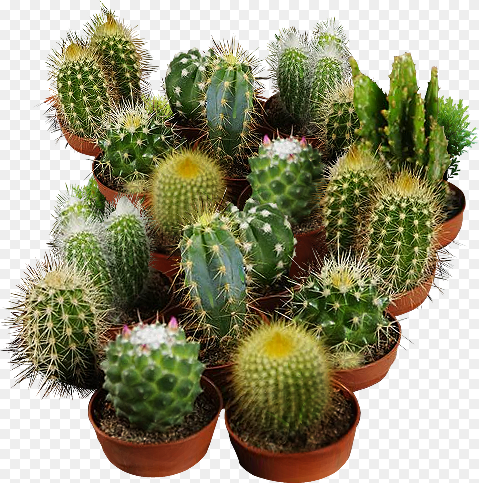 Cactus Seeds For Planting Cactus Seeds Png