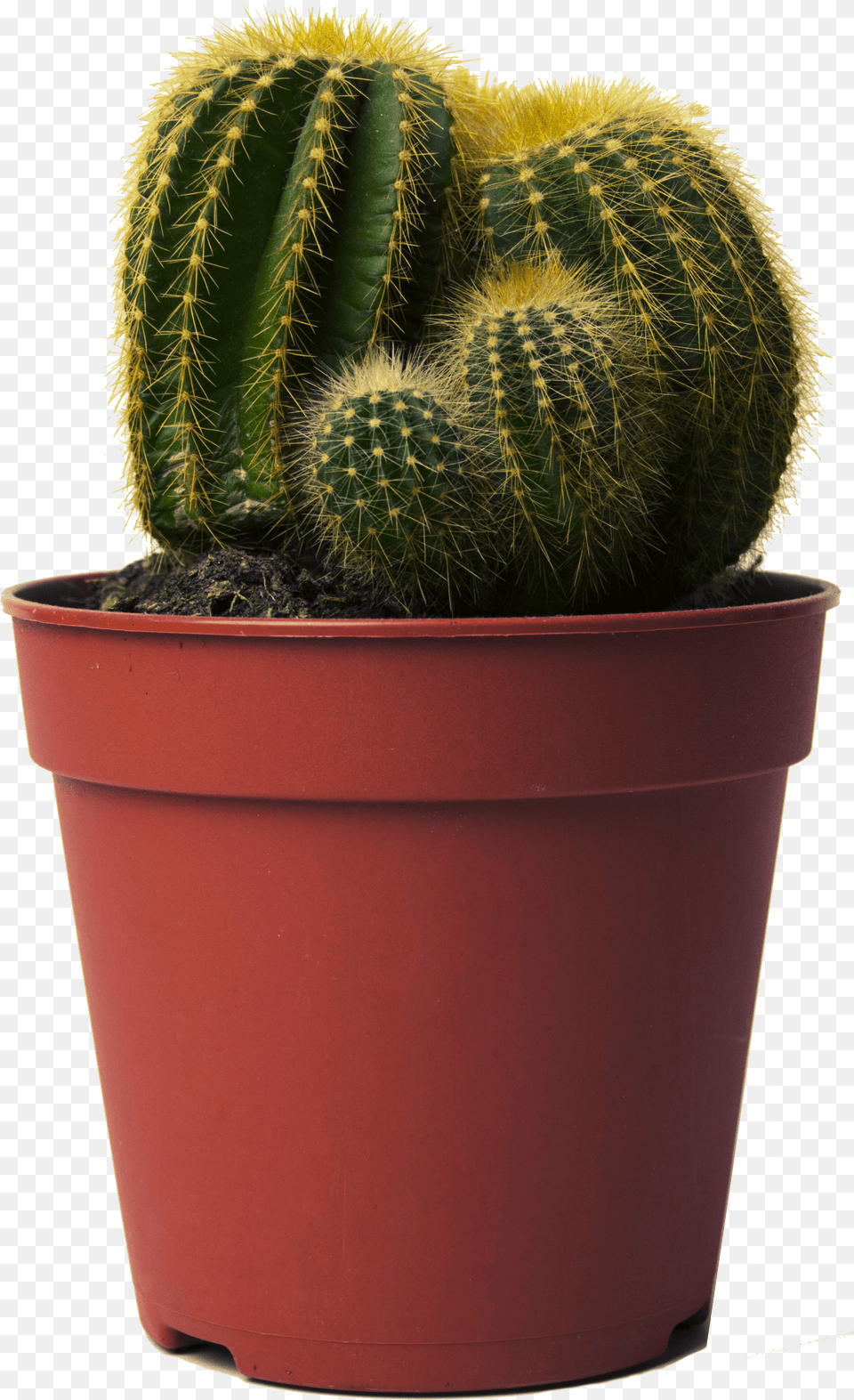 Cactus Small Cactus In Pot Png Image