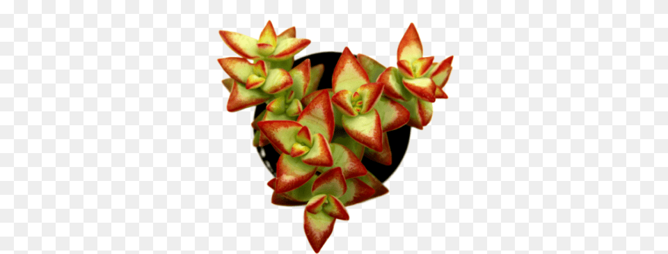 Cactus Succulent For Sale, Flower, Petal, Plant, Flower Arrangement Free Png Download