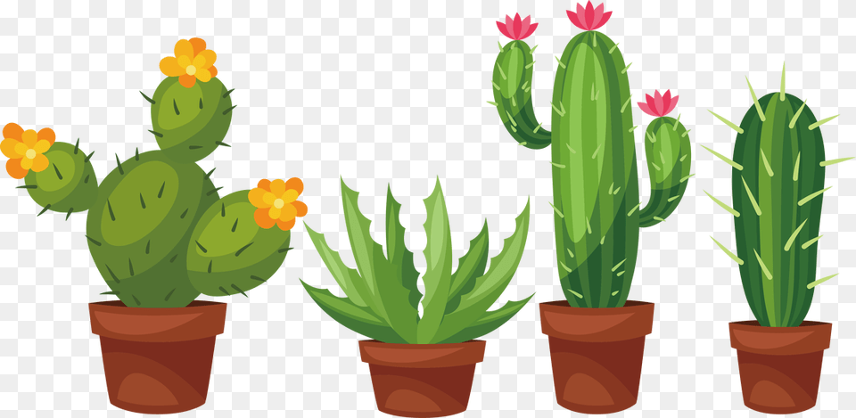 Cactus Succulent Plant Cactaceae Prickly Pear Clip Cactus Drawing With Flower, Potted Plant Free Png