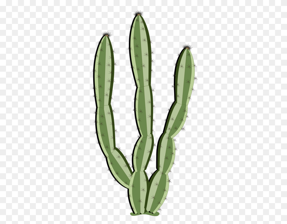 Cactus Succulent Plant Saguaro Schlumbergera Drawing Png Image