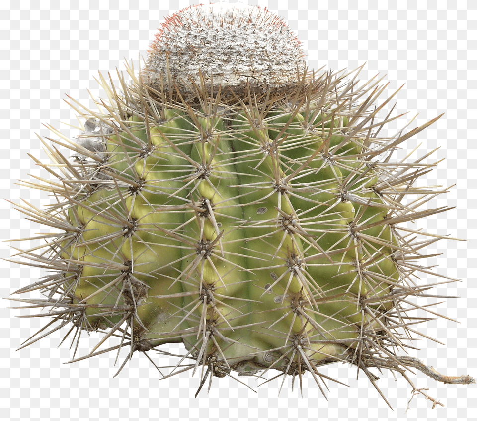 Cactus Texture Cactus, Plant Free Png Download