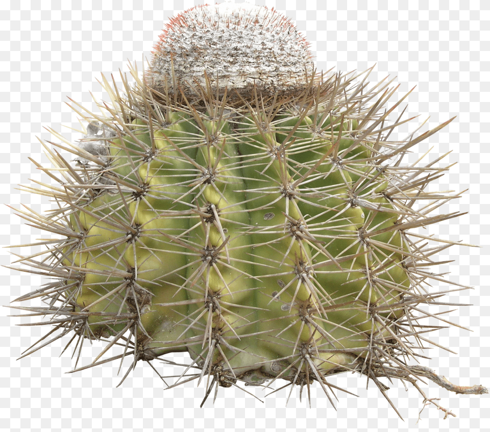 Cactus Thorn, Plant Free Transparent Png