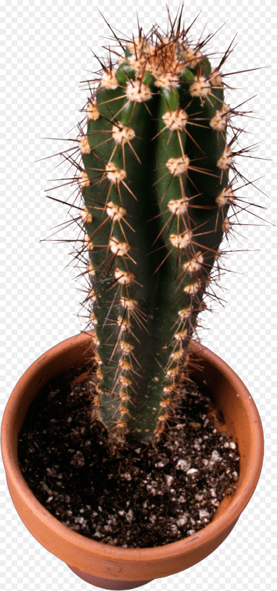 Cactus Top View, Plant Png