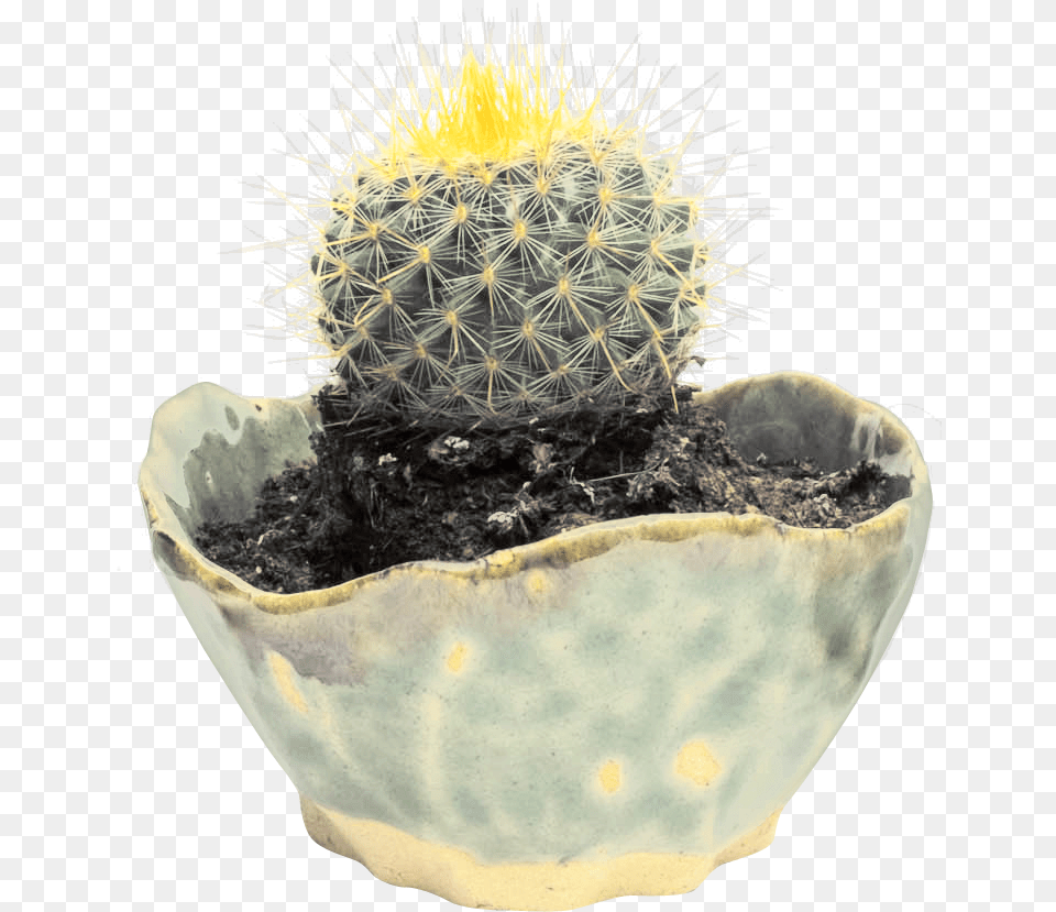 Cactus Transparent Cactus, Plant, Potted Plant Png Image