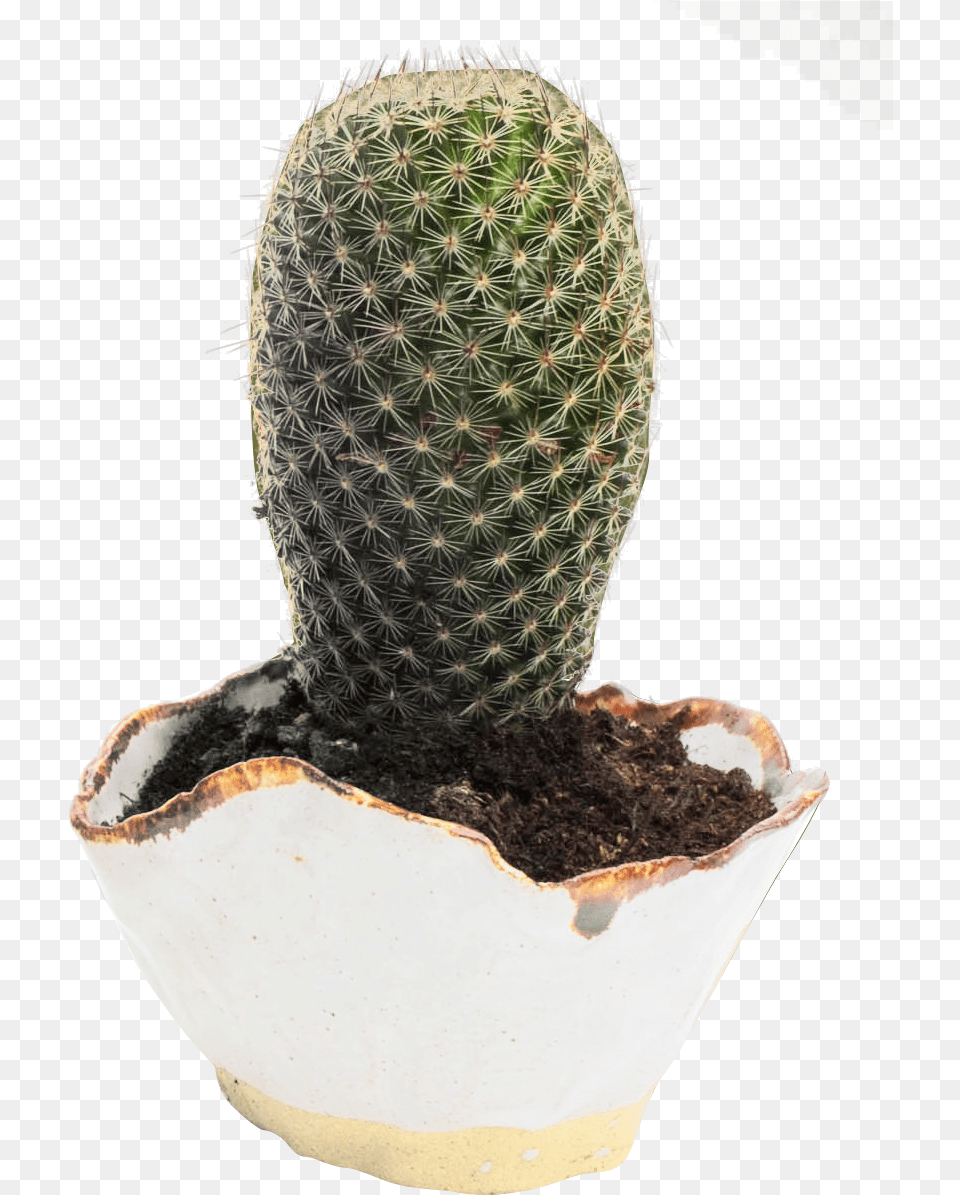 Cactus Transparent Image Cactus Flower Pot Hd, Plant Free Png