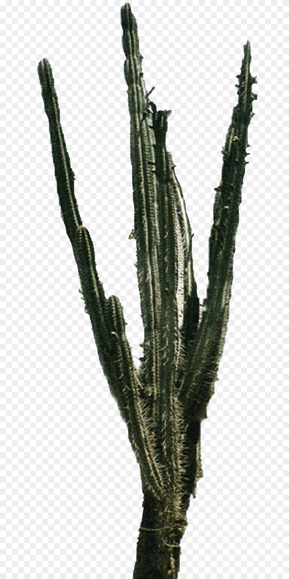 Cactus Transparent Images, Plant Png