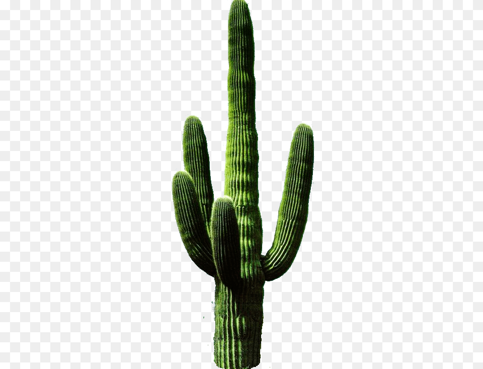 Cactus Transparent Pictures, Plant Png Image