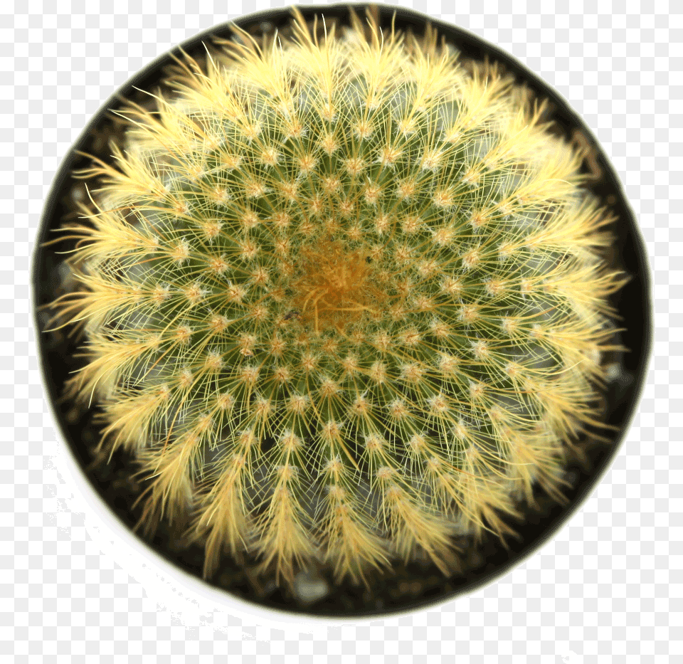 Cactus Up, Plant Png Image